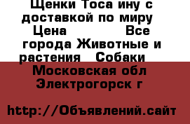 Щенки Тоса-ину с доставкой по миру › Цена ­ 68 000 - Все города Животные и растения » Собаки   . Московская обл.,Электрогорск г.